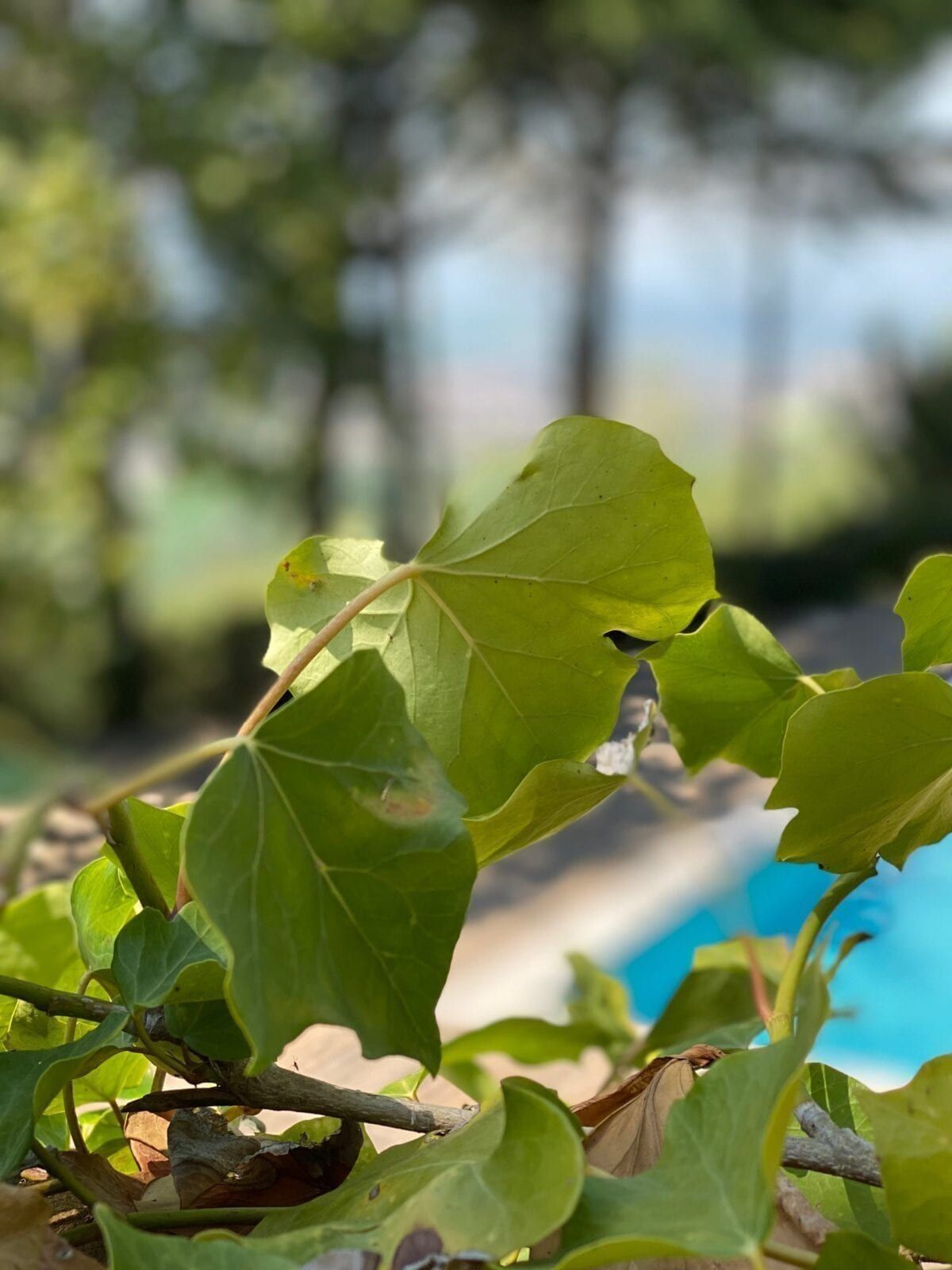 Villa Belvedere, location panoramica per matrimoni a Benevento